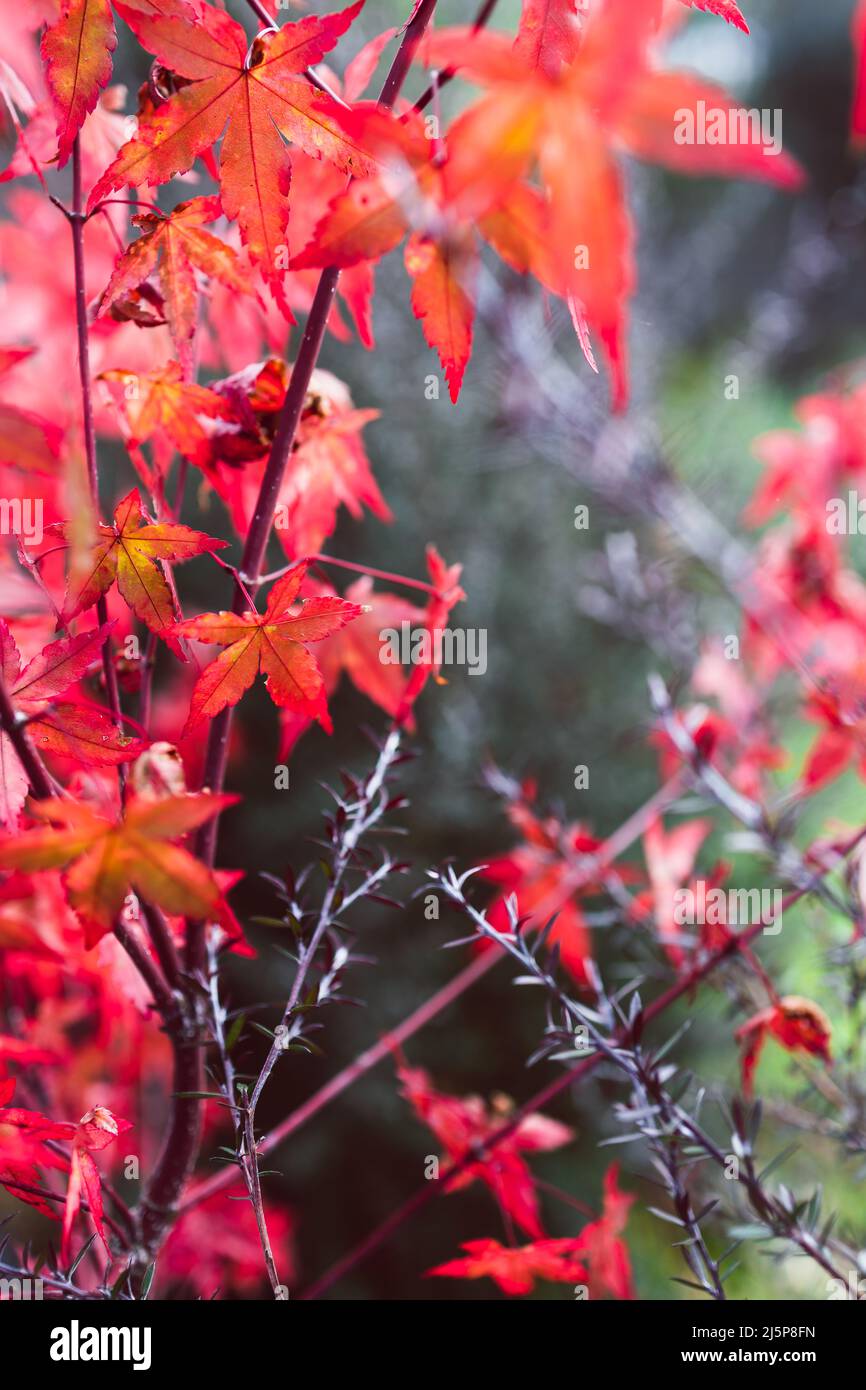 Rote japanische Ahornpflanze und neuseeländischer Teebush im Freien im sonnigen Hinterhof, Nahaufnahme in geringer Tiefenschärfe Stockfoto