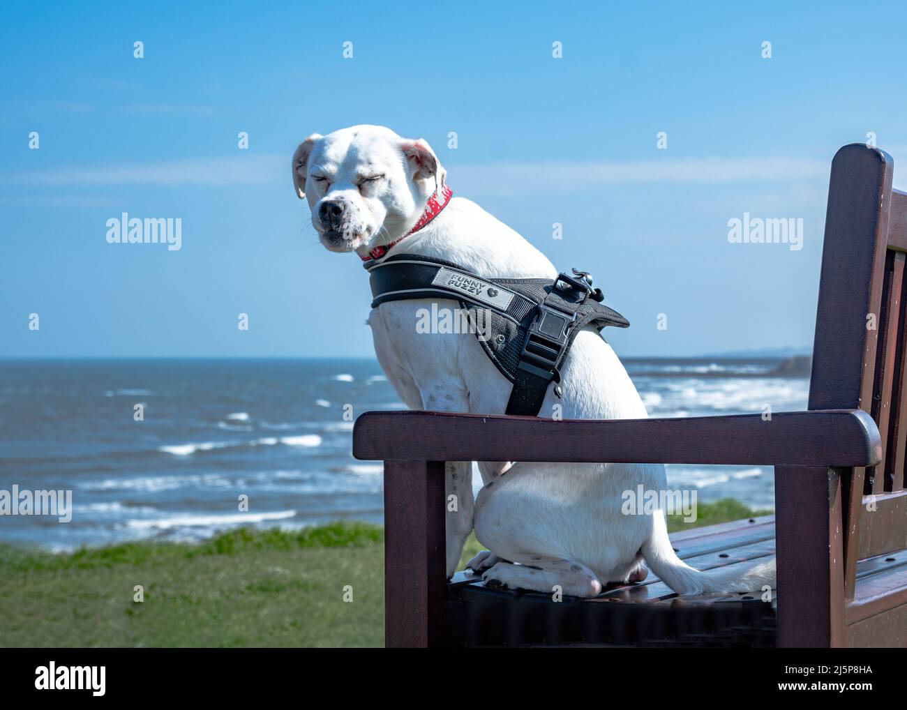 White Staffordshire Bull Terrier mischen Hundegeheul, während sie auf einer Bank am Meer am Tynemouth Beach North Tyneside stehen Stockfoto