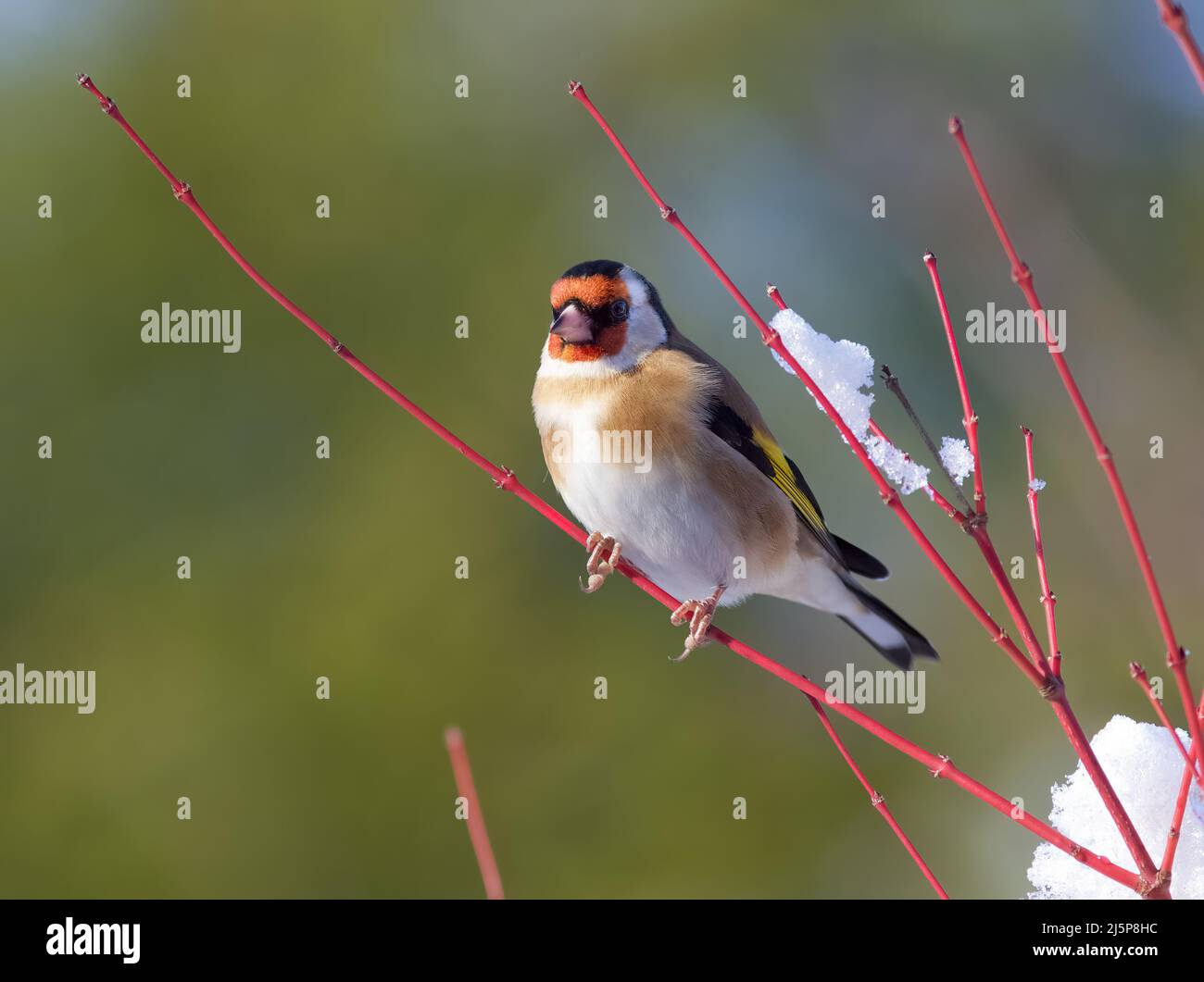Goldfinch thronte im Winter auf einem roten acer-Zweig. Ein heller, sonniger Tag, aber Schnee kann an den Ästen hängen gesehen werden. Stockfoto