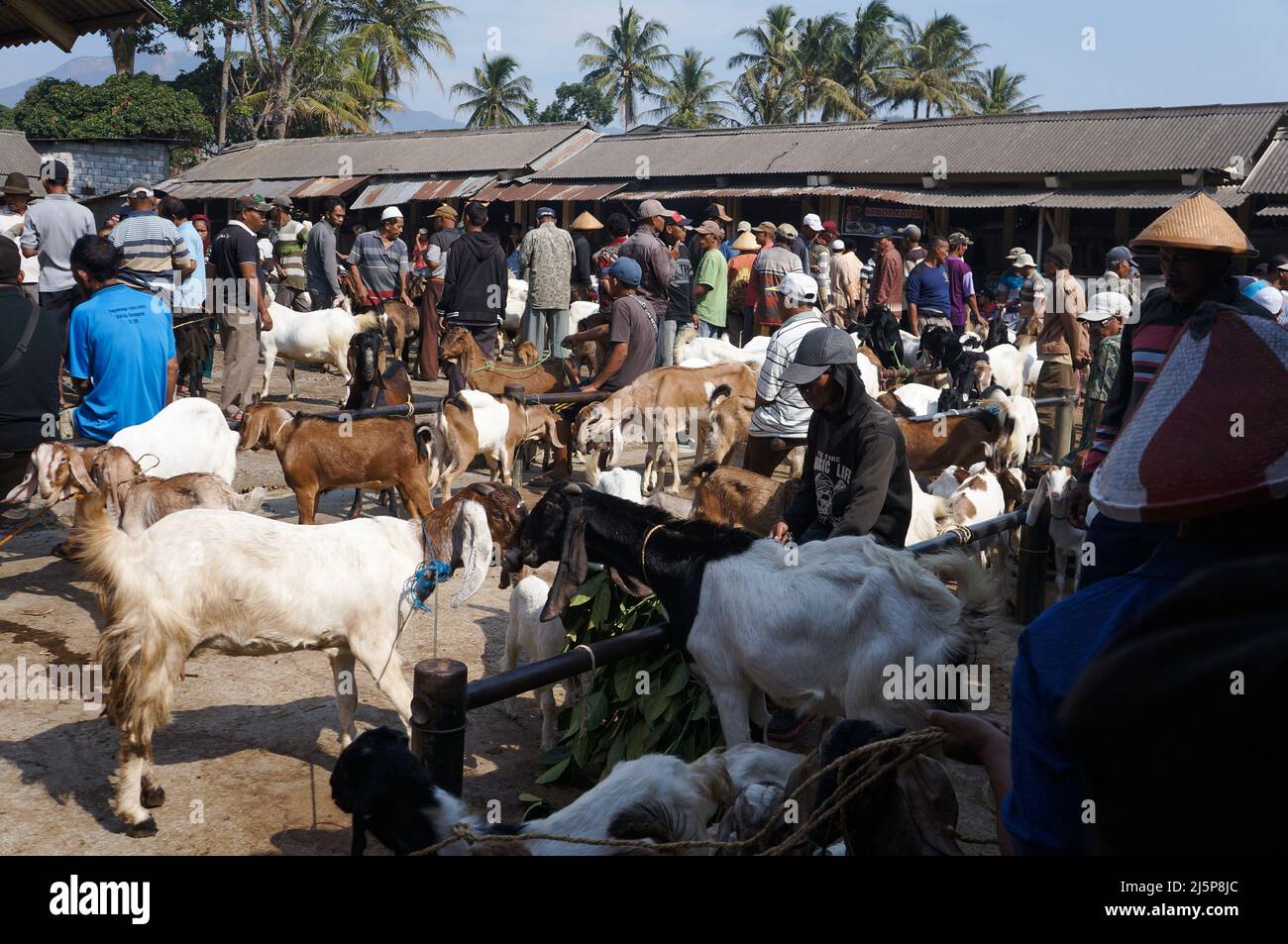 Viele Ziegenverkäufer und Bauern auf dem traditionellen Tiermarkt von Pasar Pon in Ambarawa, Zentraljava, Indonesien Stockfoto