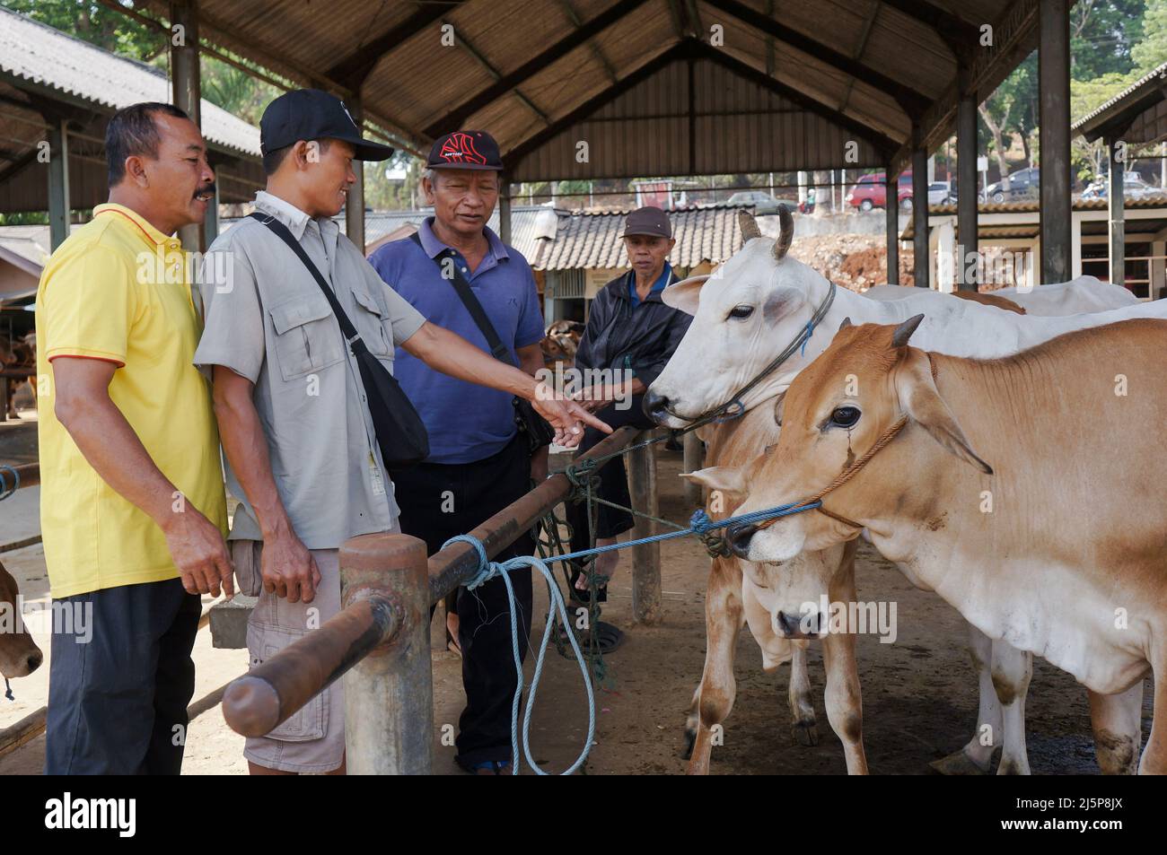 Händler und Landwirte interagieren bei der Auswahl von Kühen auf dem traditionellen Tiermarkt Pasar Pon in Ambarawa, Indonesien. Stockfoto