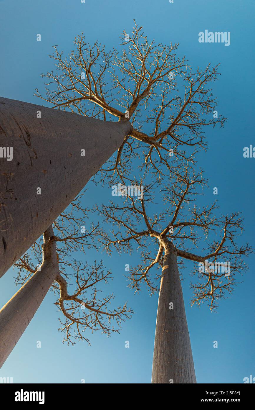 Niedrigen Winkel Blick auf ein Baobab (Affenbrotbäume Digitata) Stockfoto