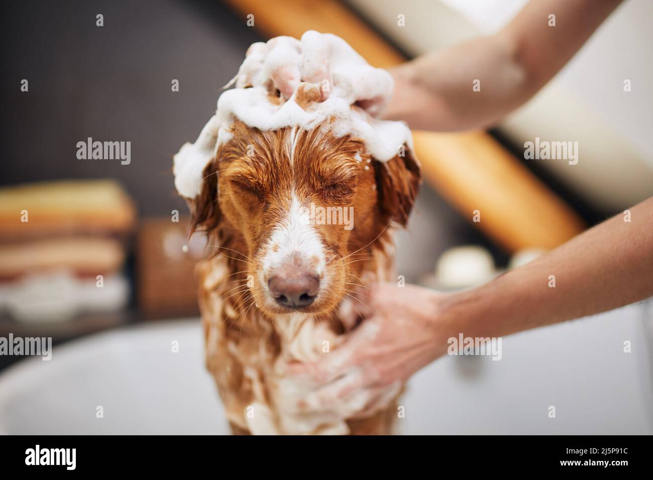 Hund nimmt Bad zu Hause. Baden von Nova Scotia Duck Tolling Retriever. Stockfoto