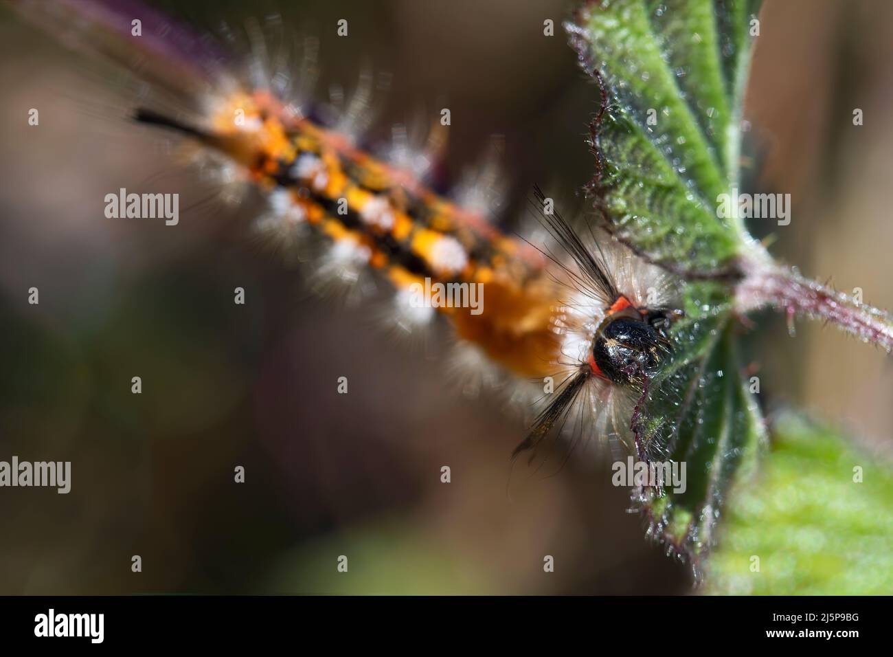 Frontale Ansicht des Gesichts einer Orgyia recens orgua essen ein Brombeerblatt. Larve Stadium, das in einen Schmetterling nach Abschluss der WHO verwandeln wird Stockfoto