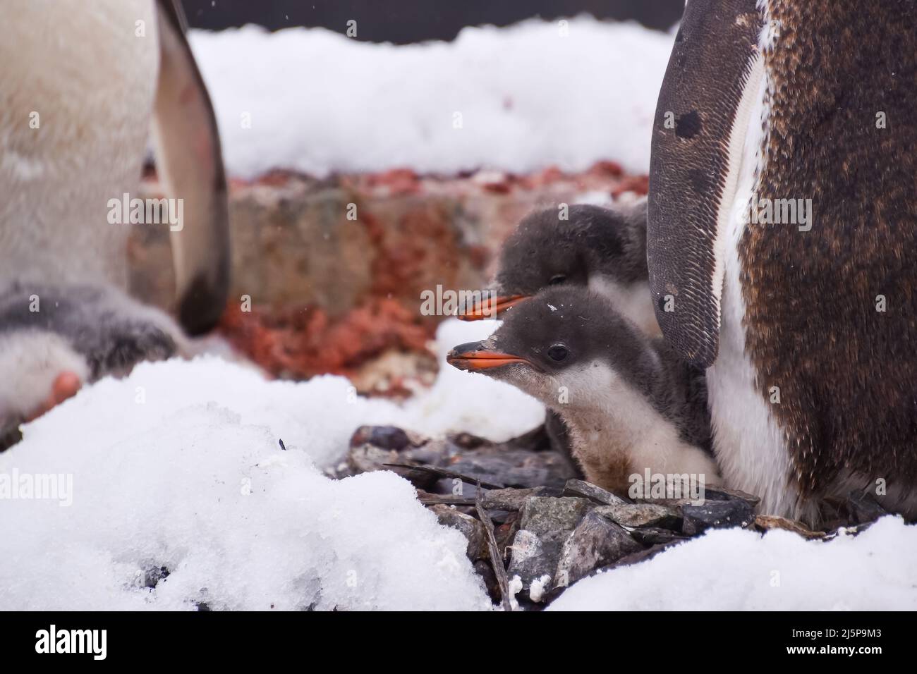 Nahaufnahme von Pinguinbrüten mit Eltern in der Antarktis Stockfoto