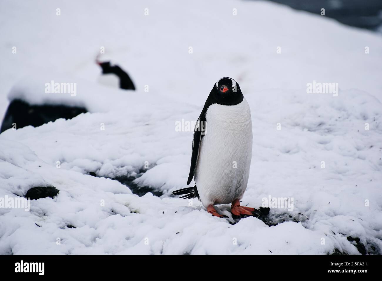 gentoo-Pinguin auf schneebedeckten Felsen in der Antarktis Stockfoto