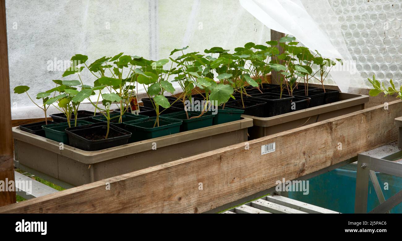 Im unbeheizten Gewächshaus gedeihen die Nasturtium-Sämlinge Stockfoto