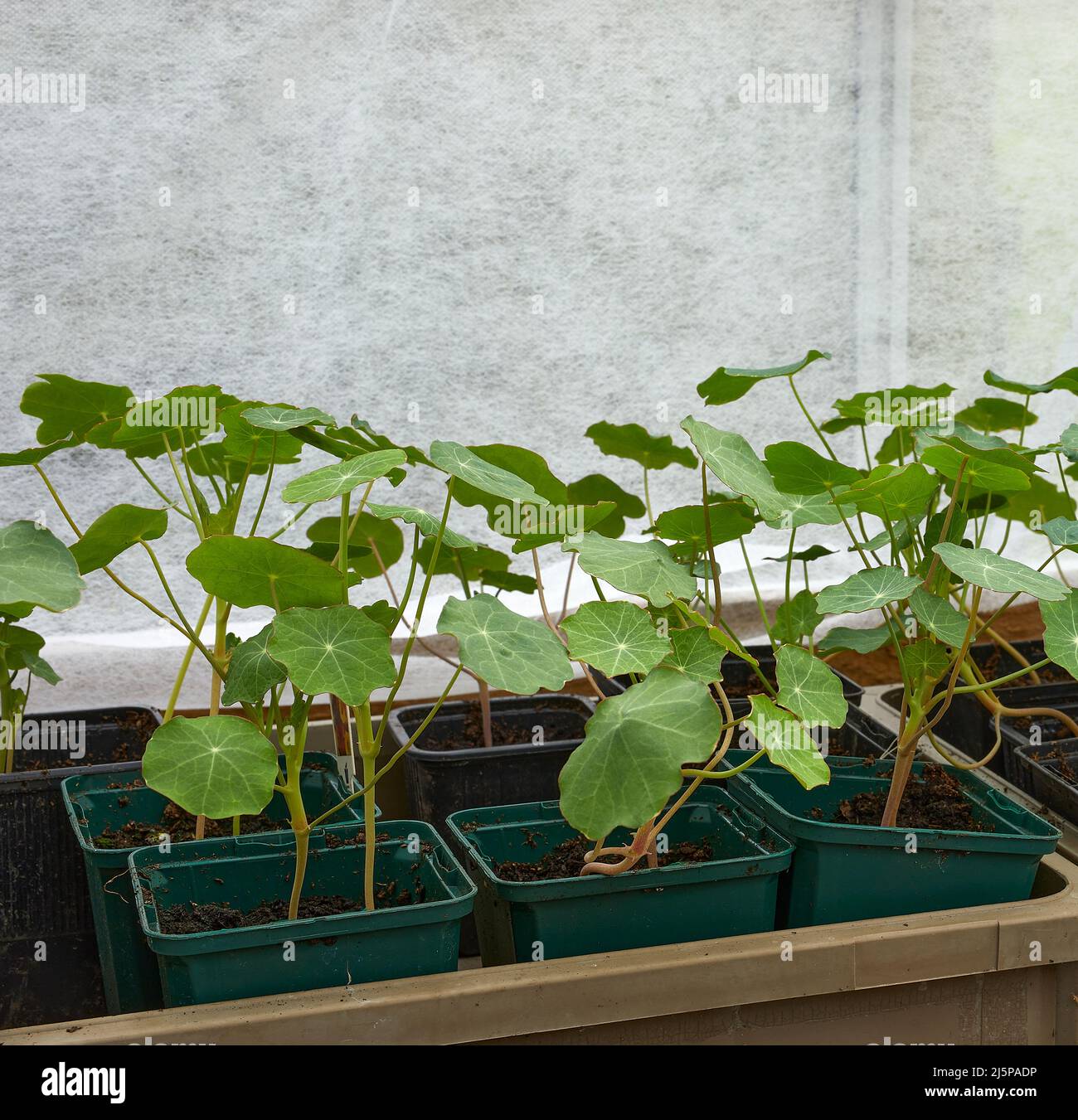 Im unbeheizten Gewächshaus gedeihen die Nasturtium-Sämlinge Stockfoto