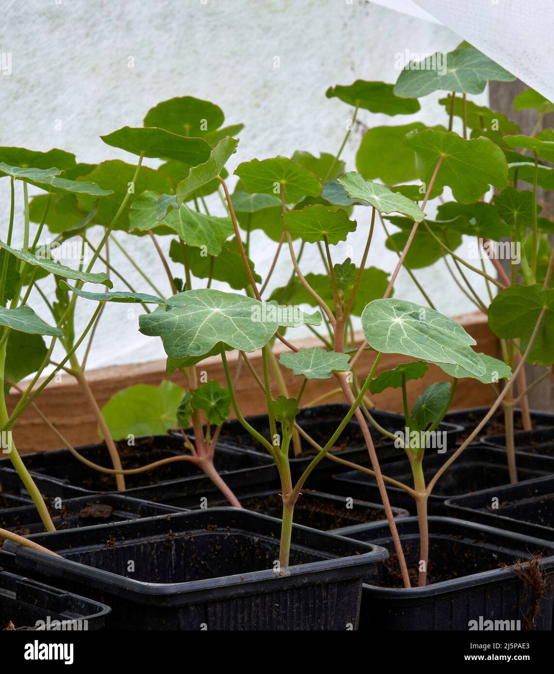 Im unbeheizten Gewächshaus gedeihen die Nasturtium-Sämlinge Stockfoto