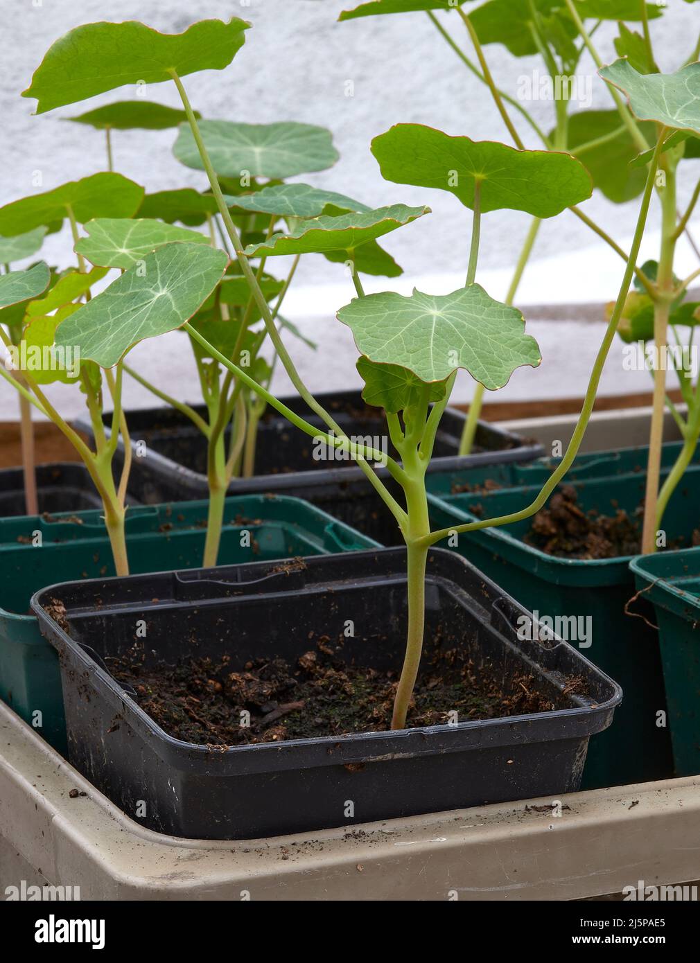 Im unbeheizten Gewächshaus gedeihen die Nasturtium-Sämlinge Stockfoto