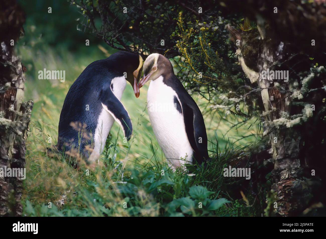 Ein paar Gelbäugige Pinguine (Megadyptes Antipodes), im Rata-Wald von Enderby Island auf den Auckland Islands, Neuseeland Stockfoto