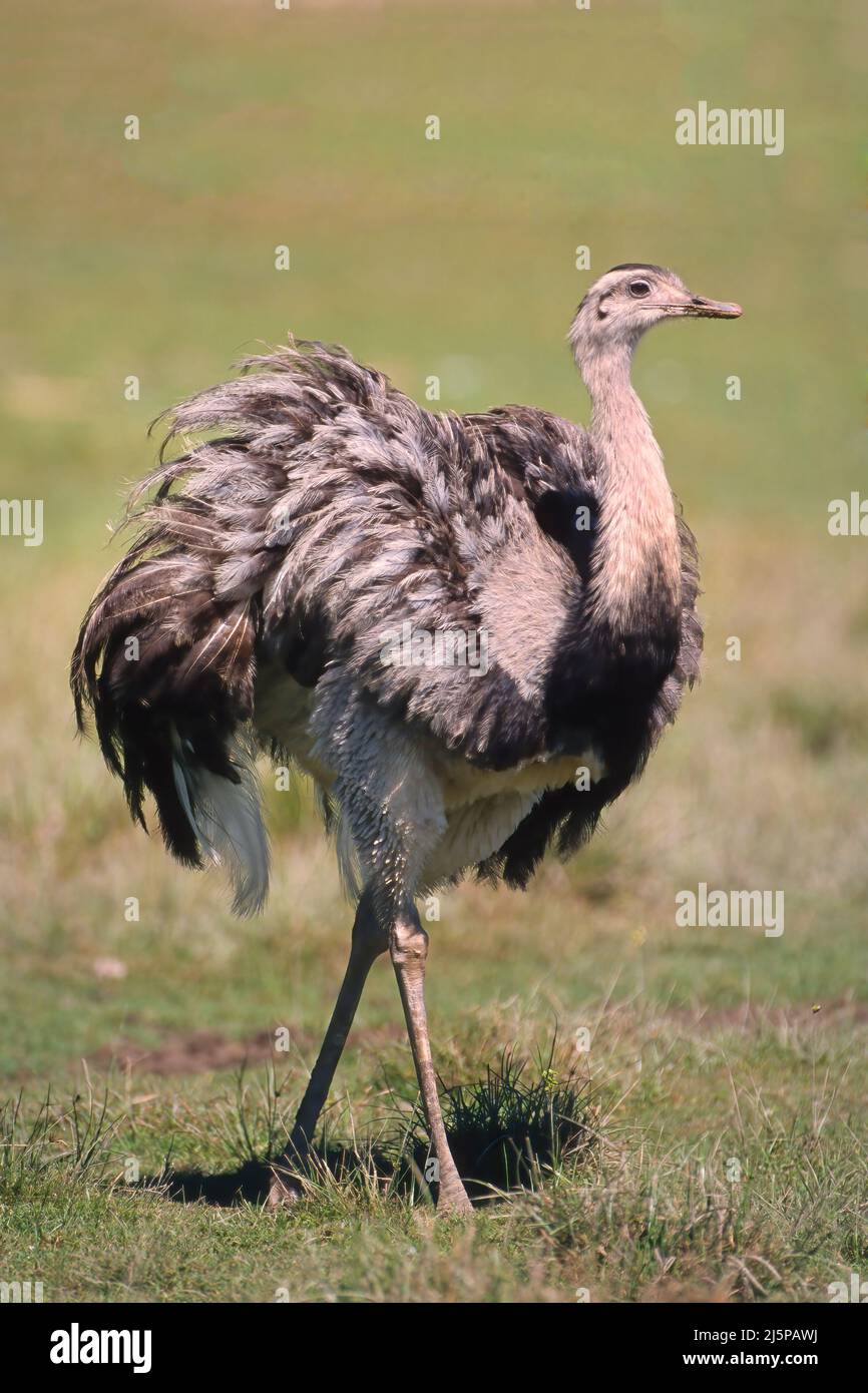 Greater Rhea (Rhea Americana), Provinz Entre Rios, Argentinien Stockfoto