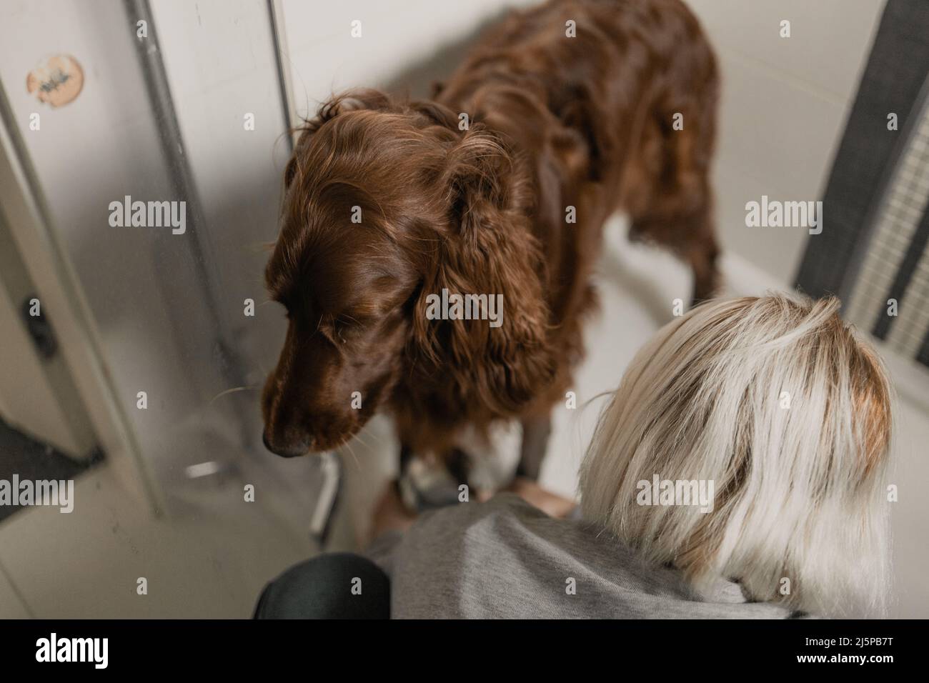 Baden von niedlichen kleinen irischen Setter Hund in einer Dusche auf Keramikfliesen. Stockfoto