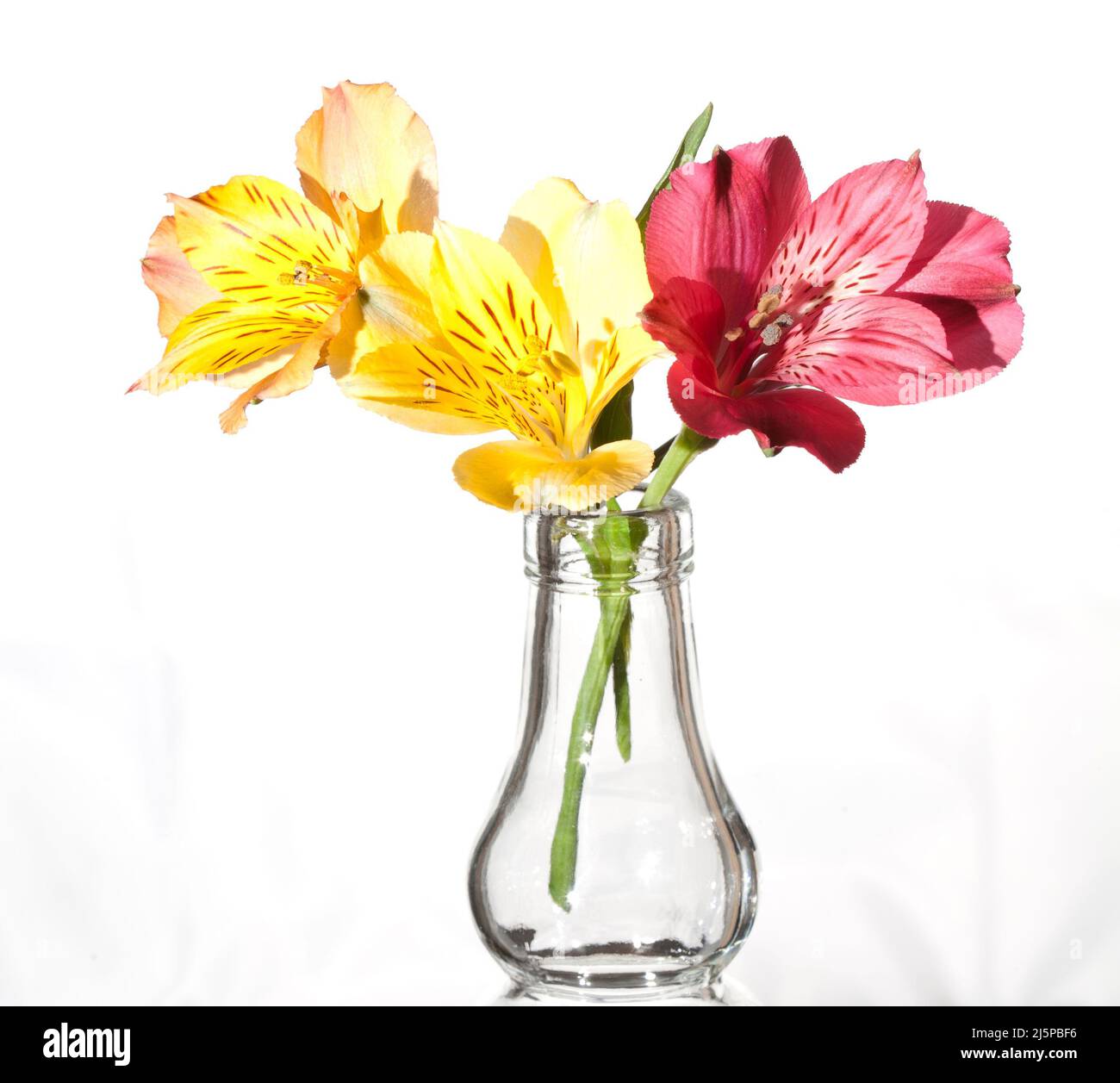 High Key Bild einer Alstroemeria Blumen oder peruanischen Lilys Stockfoto High Key Bild einer Alstroemeria Blumen oder peruanischen Lilys Stockfoto