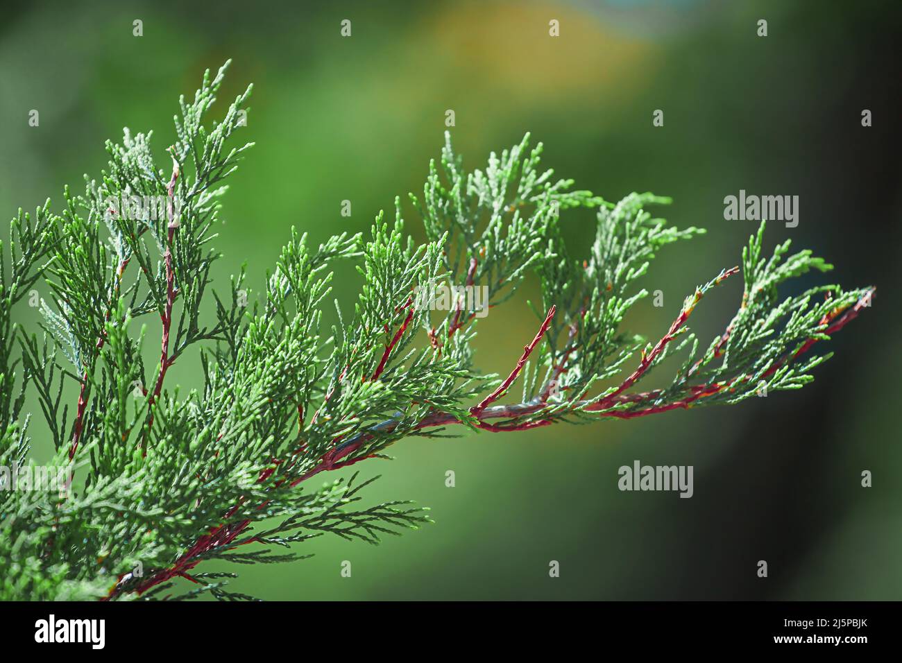 Thuja, eine Nadelpflanze der Familie Cypress. Thuja occidentalis, Thuja