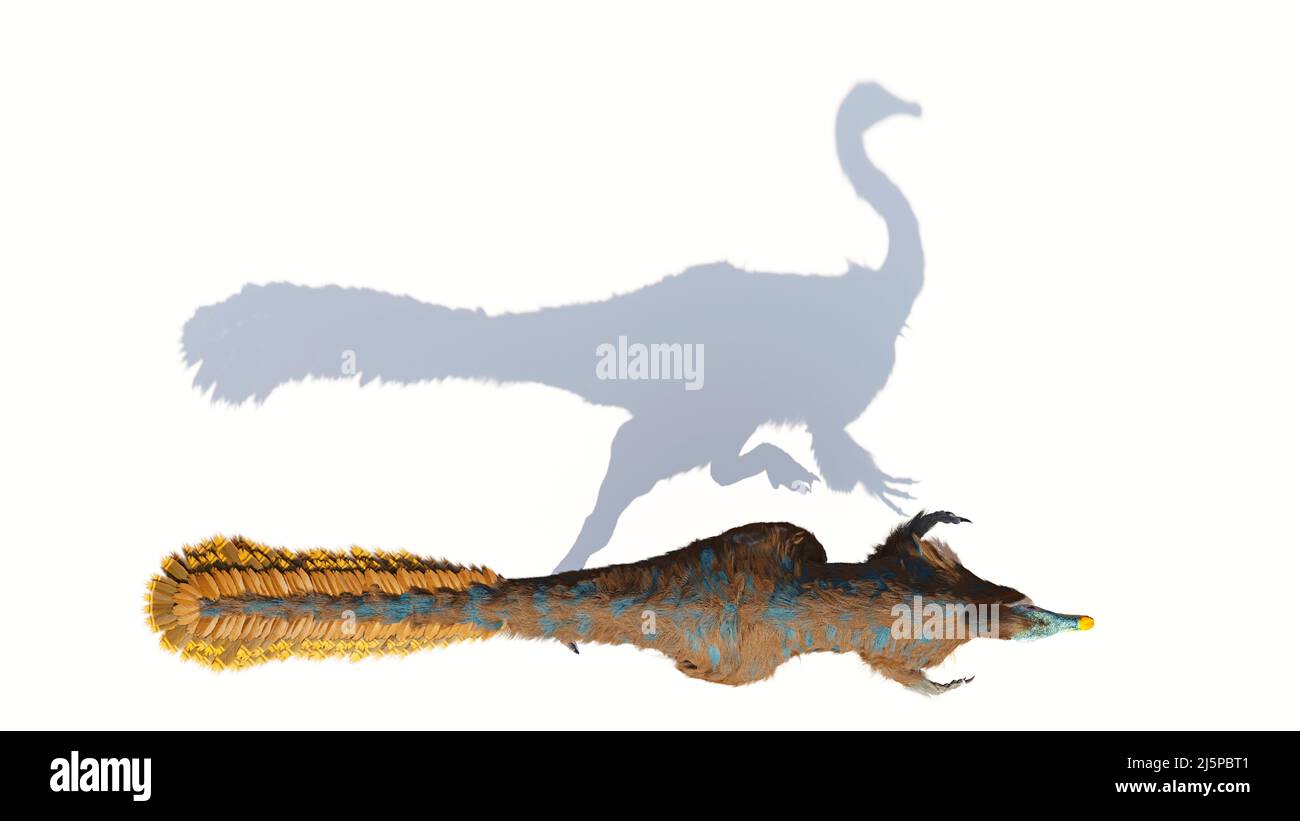 Gallimimus, gefiederter Theropoddinosaurier, der während der späten Kreidezeit lebte, isoliert auf weißem Hintergrund, Draufsicht mit leerem Raum Stockfoto