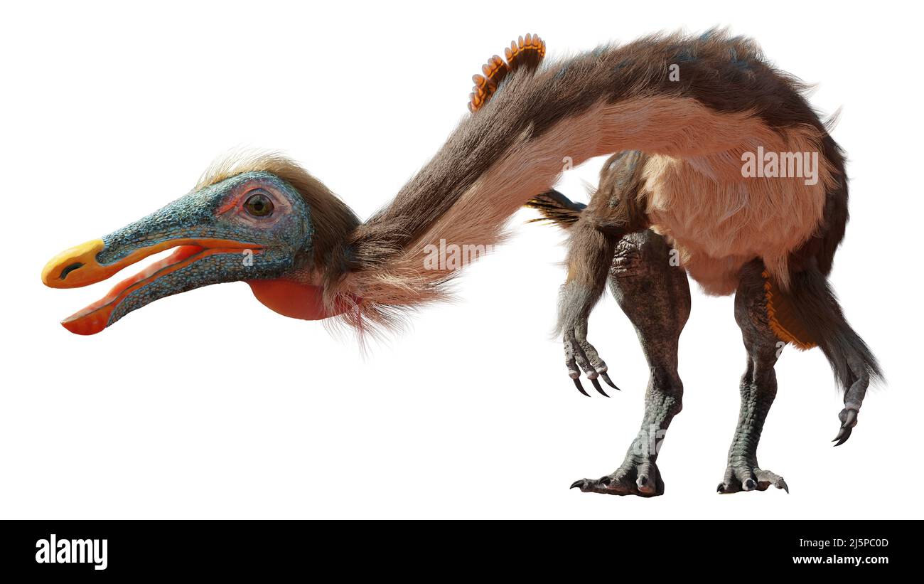 Gallimimus, gefiederter Dinosaurier aus der späten Kreidezeit, isoliert auf weißem Hintergrund Stockfoto
