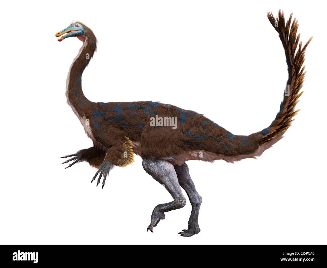 Gallimimus, gefiederter Theropoddinosaurier mit einer geschätzten Höchstgeschwindigkeit von 42–56 km pro Stunde, isoliert auf weißem Hintergrund Stockfoto