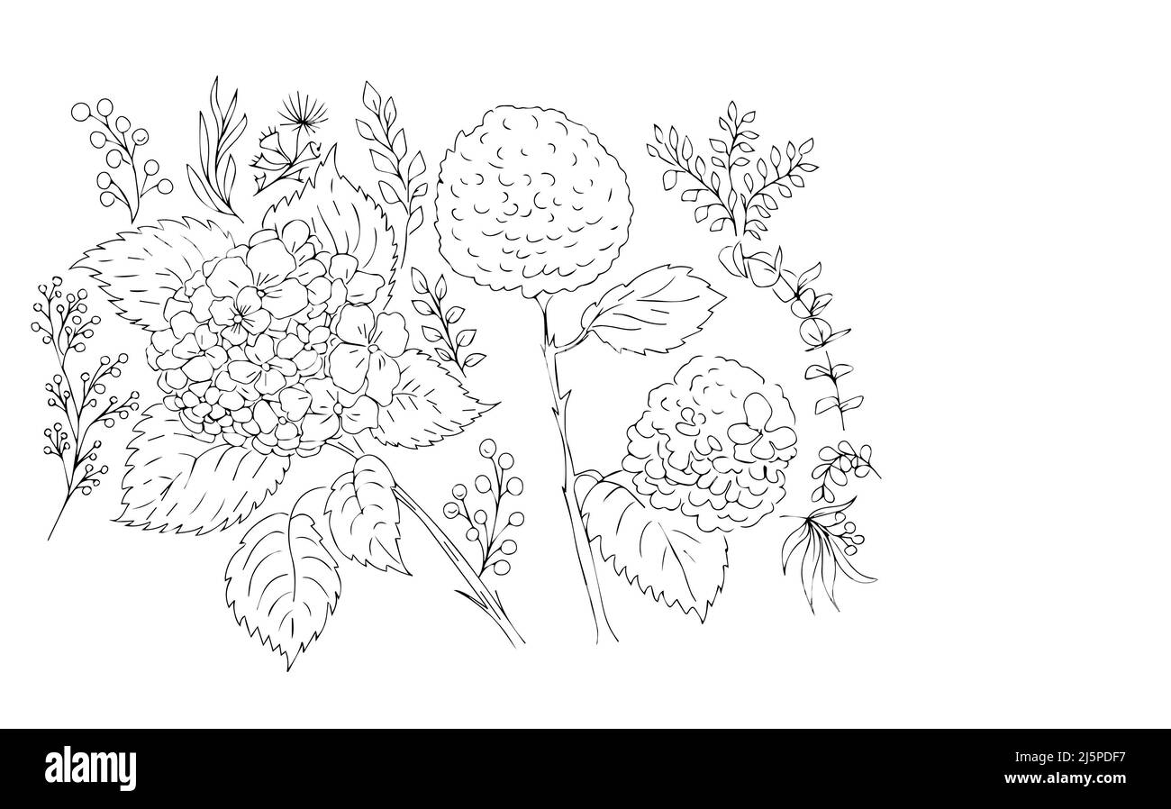 Hortensien Blumen Frühling blühende Pflanzen grafische Illustration Hand gezeichnet Malbuch für Kinder Skizze Doodle Stockfoto
