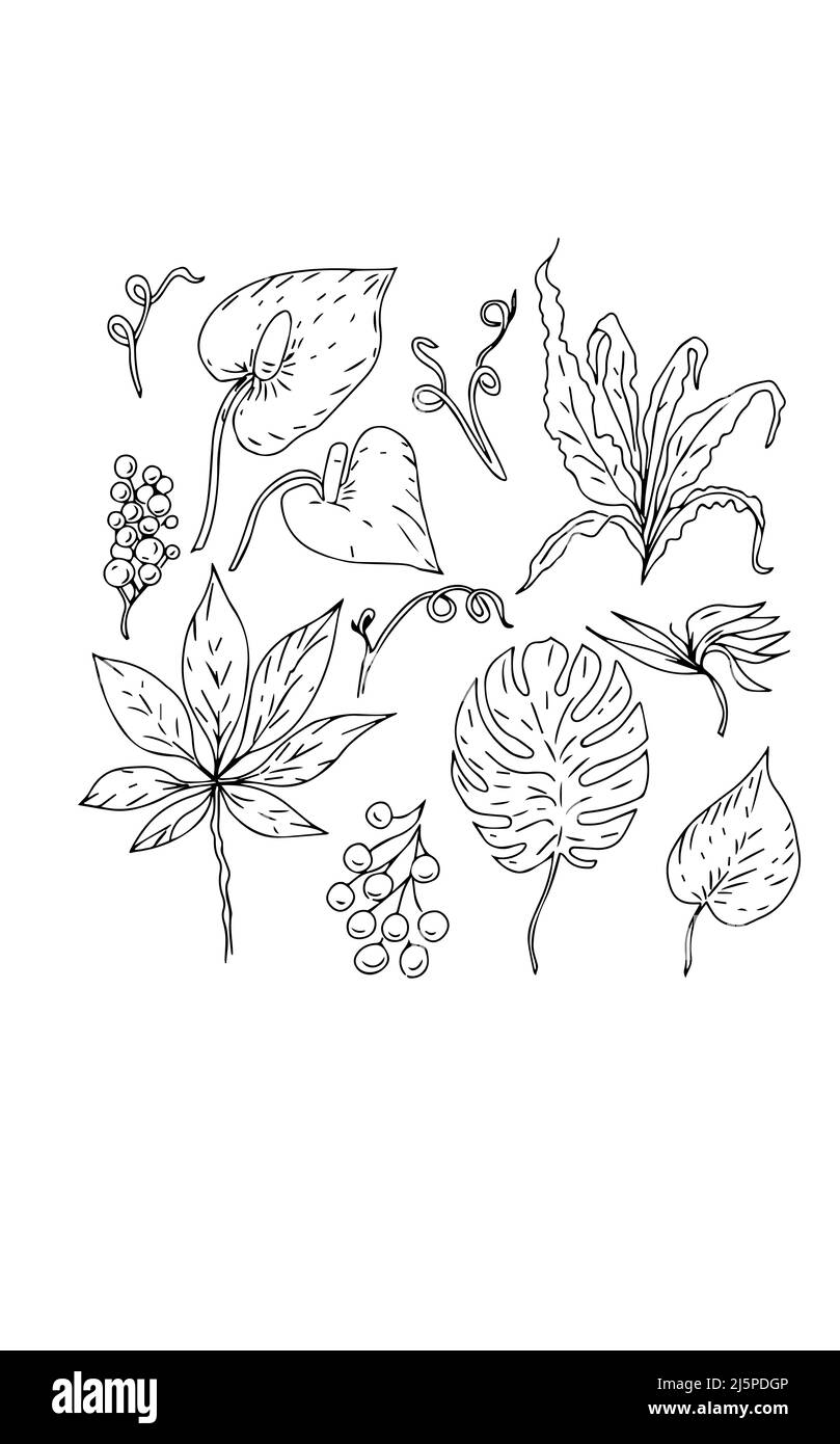 Tropische Blätter handgezeichnete Grafiken skizzieren Doodle Blumen Vegetation Flora Stockfoto