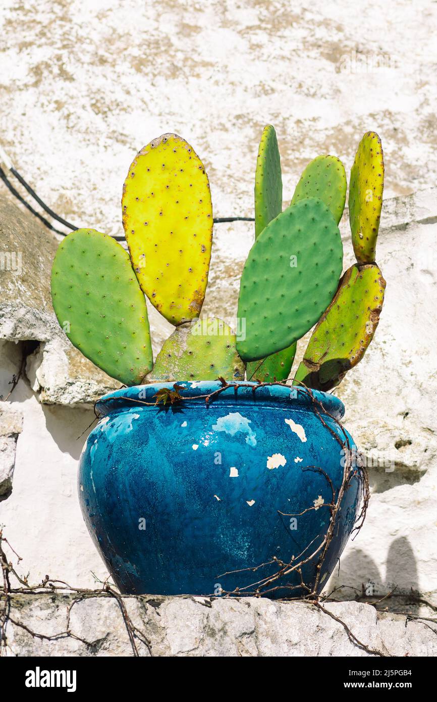 Große blaue Keramikvase oder Topf mit Kaktus auf dem Dach des schönen Trulli oder Trullo Hauses, traditionelle Apulische Trockensteinhütte mit einem konischen Dach Stockfoto