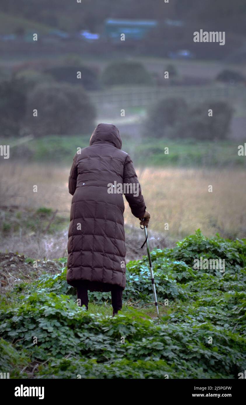 Alte, unsichere Frauen blicken über das Sumpfland blakeney norfolk england Stockfoto