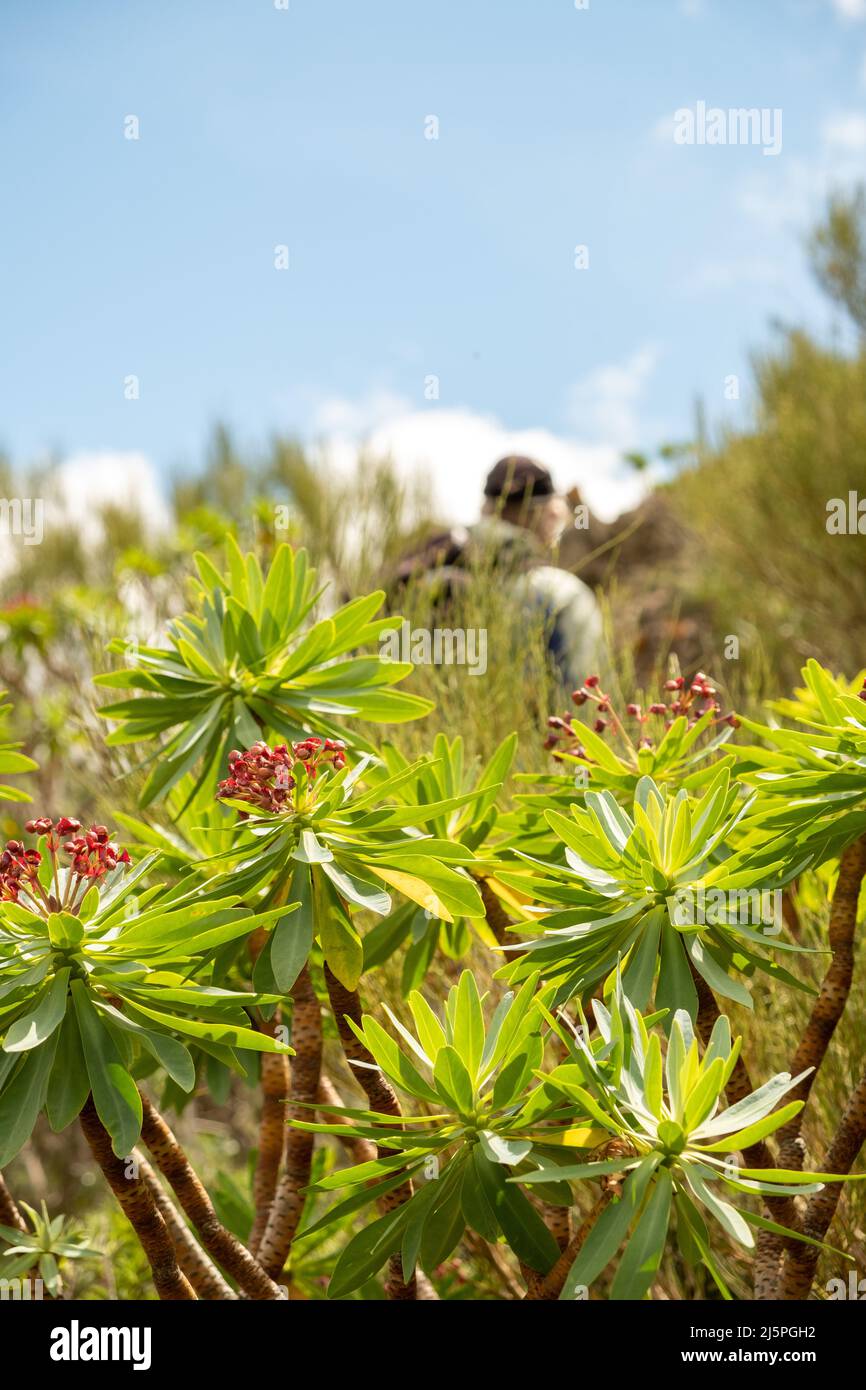 Wanderweg mit Drachenbaumpflanzen in den Bergen von Teno auf Teneriffa Nord Stockfoto