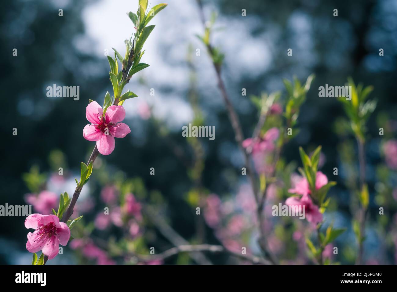 Frühling saisonaler Hintergrund mit rosa Blumen. Blühender Baum im Frühling. Stockfoto