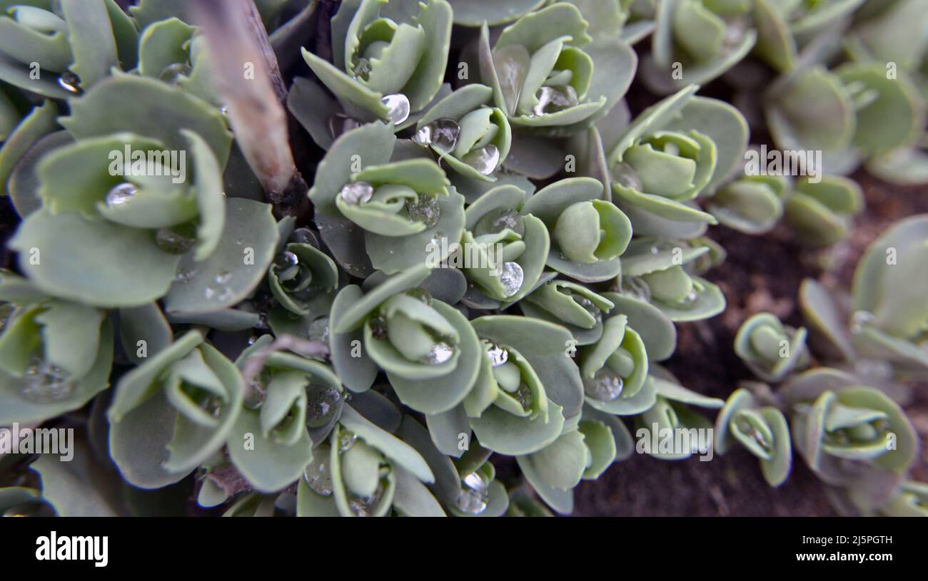 Grüner natürlicher Hintergrund. Das kreative Layout der grünen Blätter. Grüne Sukkulenten Blätter mit einem milden getönten. Sedum spectabile, Saxifraga paniculata Stockfoto