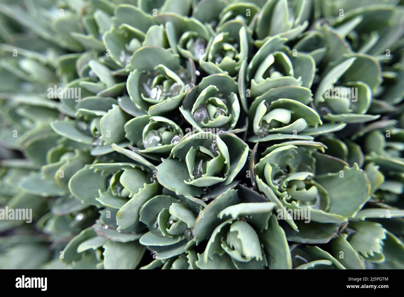 Sedum-Blüten mit Stielen und Tau-Tropfen, pflanzlicher Hintergrund. Textur von kleinen, ungeblasenen grünen Pflanzen. Saxifraga paniculata Mill, Hylotephium tephi Stockfoto