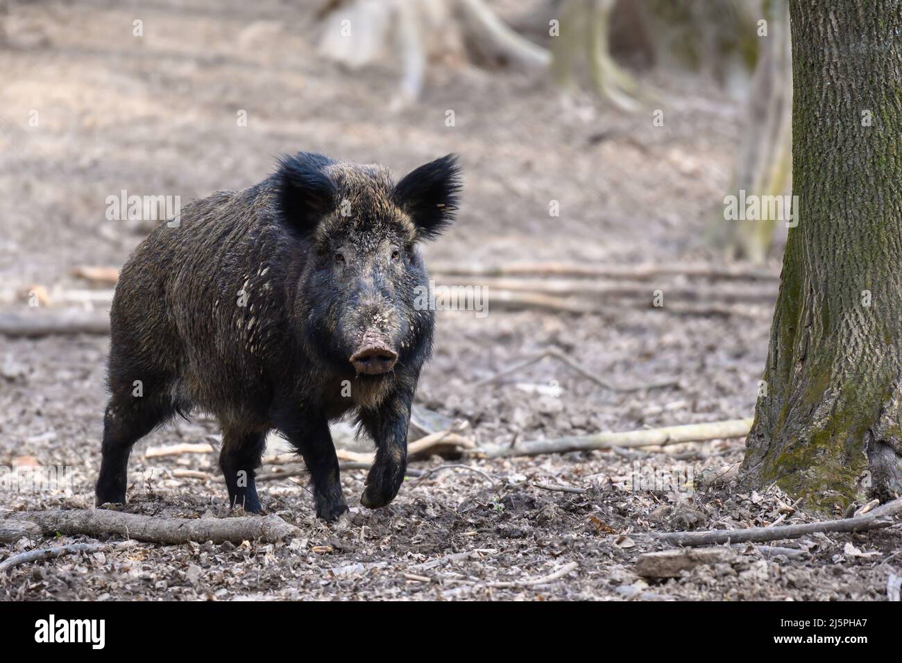 Männchen Wildschwein im Frühlingswald. Wildlife-Szene aus der Natur Stockfoto
