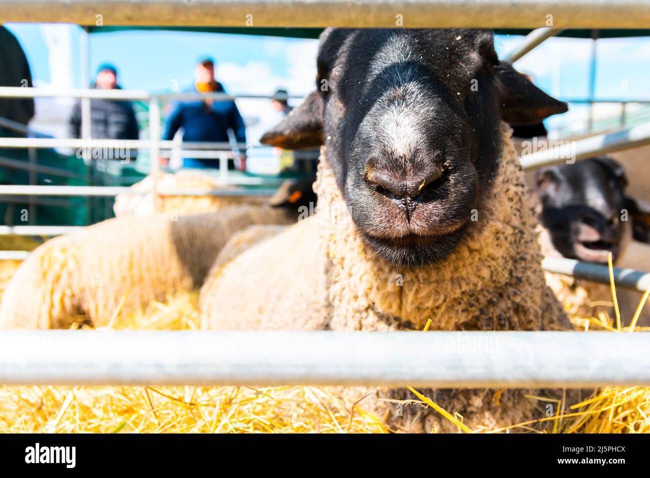Suffolk schwarz-weiße Schafe im Corral. Stockfoto