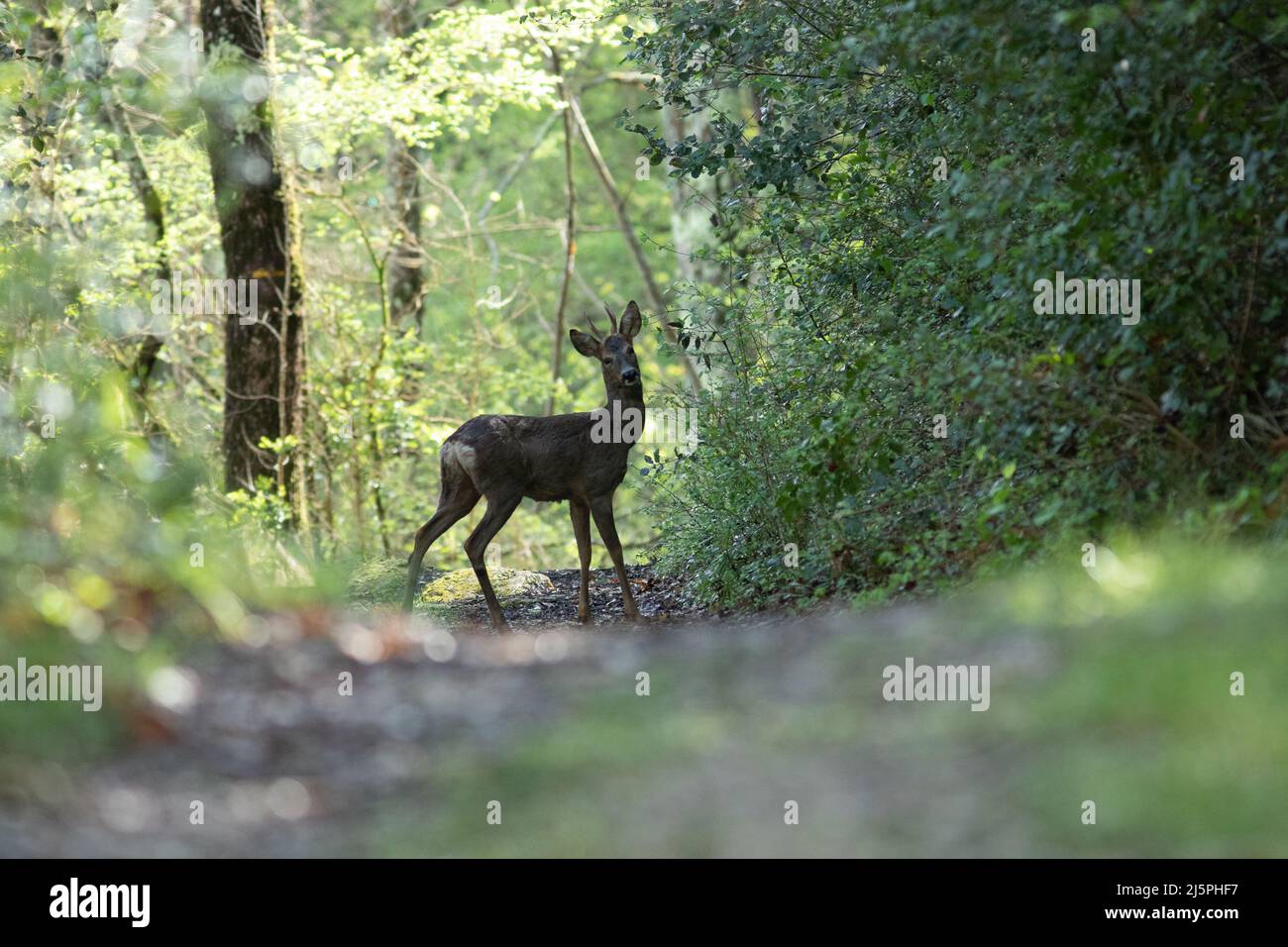 Rencontre d'un chevreuil au détour d'un chemin de foret Stockfoto