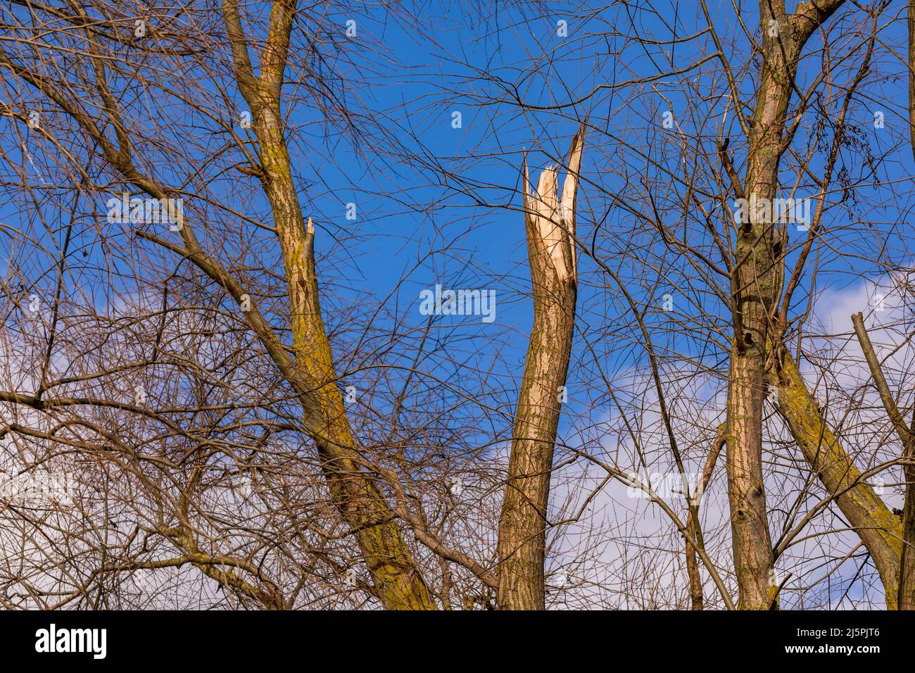 Sonnenschein nach dem starken Wintersturm zeigt die Waldschäden und den Baumbruch Stockfoto