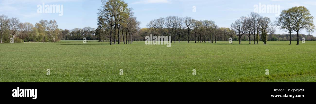 Typisch holländische flache Landschaft mit grüner Wiese, einer Baumreihe am Horizont mit einem Bauernhof auf der linken Seite und blauem Himmel im Frühling. Breitbild Stockfoto