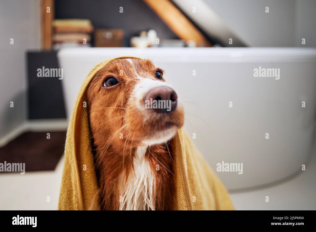 Nasser Hund nach der Dusche in Handtuch im Badezimmer gewickelt. Baden von Nova Scotia Duck Tolling Retriever. Stockfoto