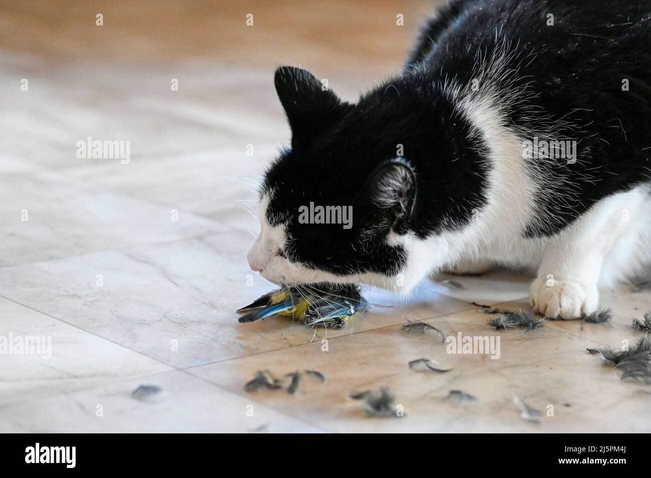 Hauskatze, die einen kleinen Vogel auf dem Plastikboden isst Stockfoto
