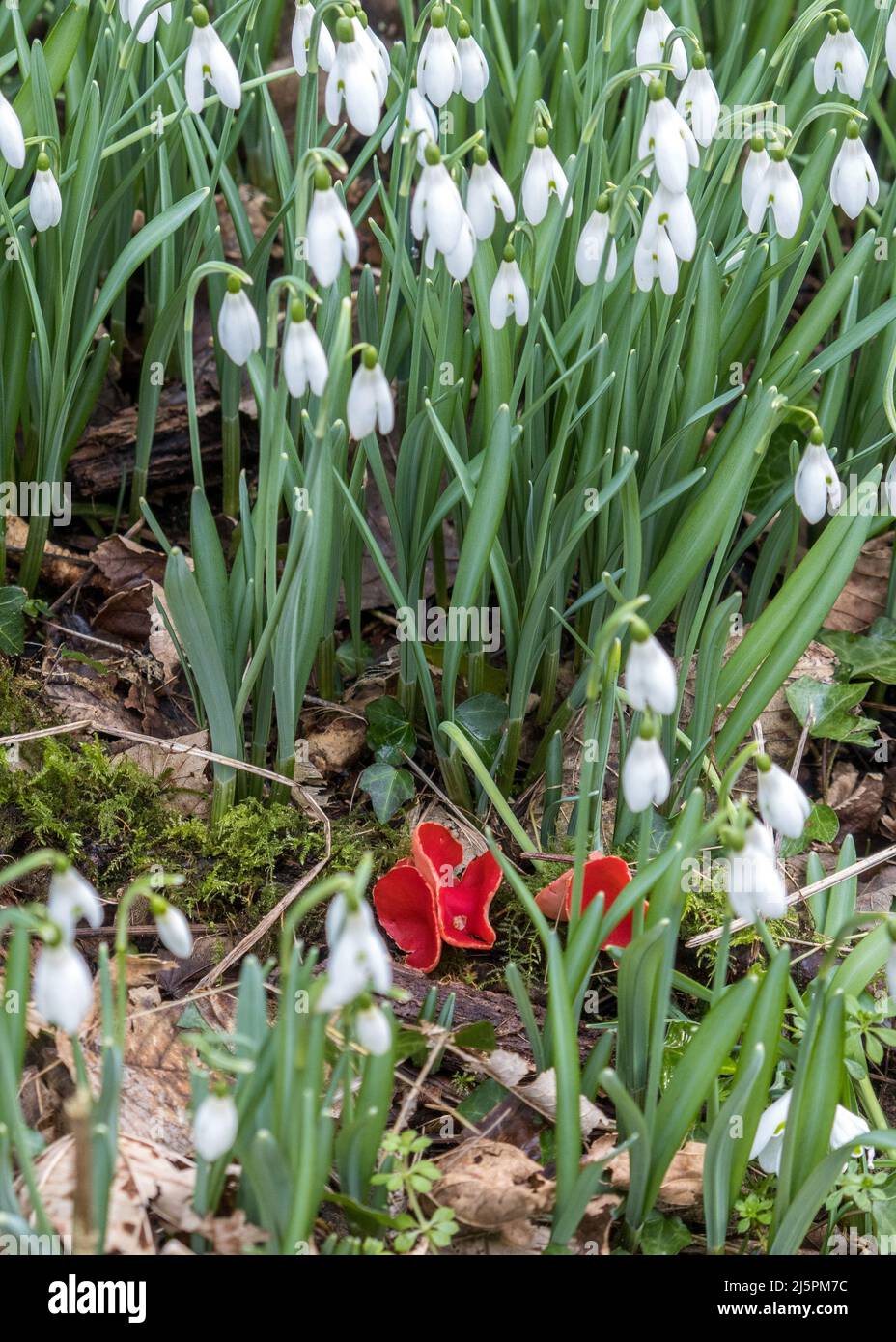 Großbritannien, England, Devonshire. Wild Snowdrops & Scarlet Elf Cup (Sarcoscypha austriaca) Pilze. Stockfoto