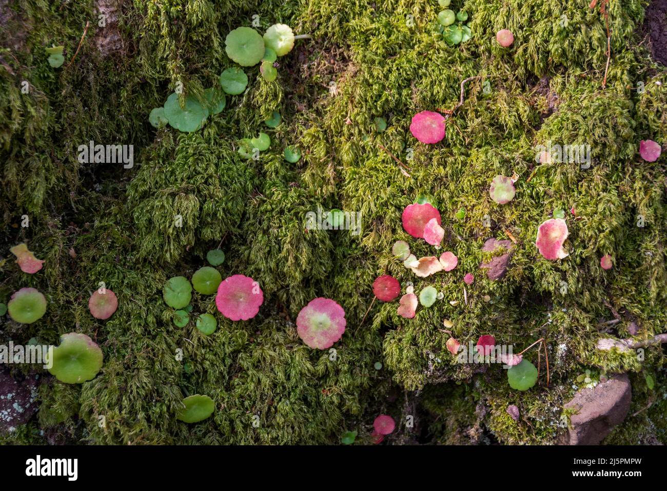 Moos und Wimpelkraut wachsen auf einer Bank in einem Waldgebiet Stockfoto