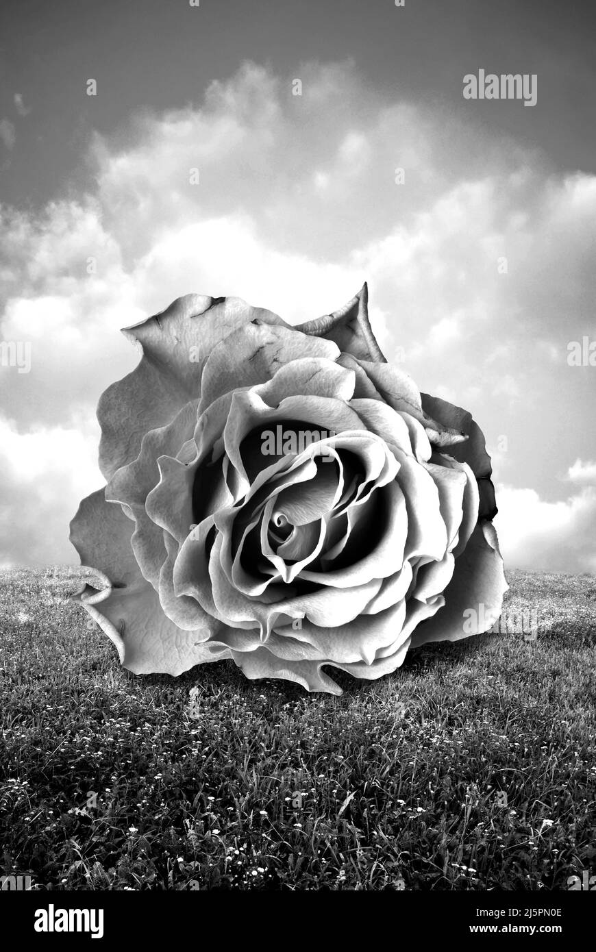 Riesige surreale Rose auf einer Wiese Stockfoto