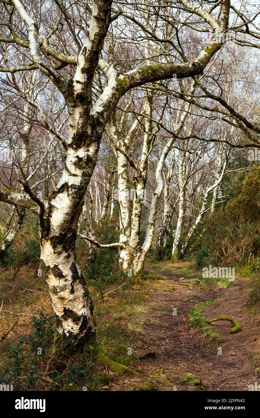 Silberne Birken in einem Waldgebiet am Rande eines Pfades Stockfoto