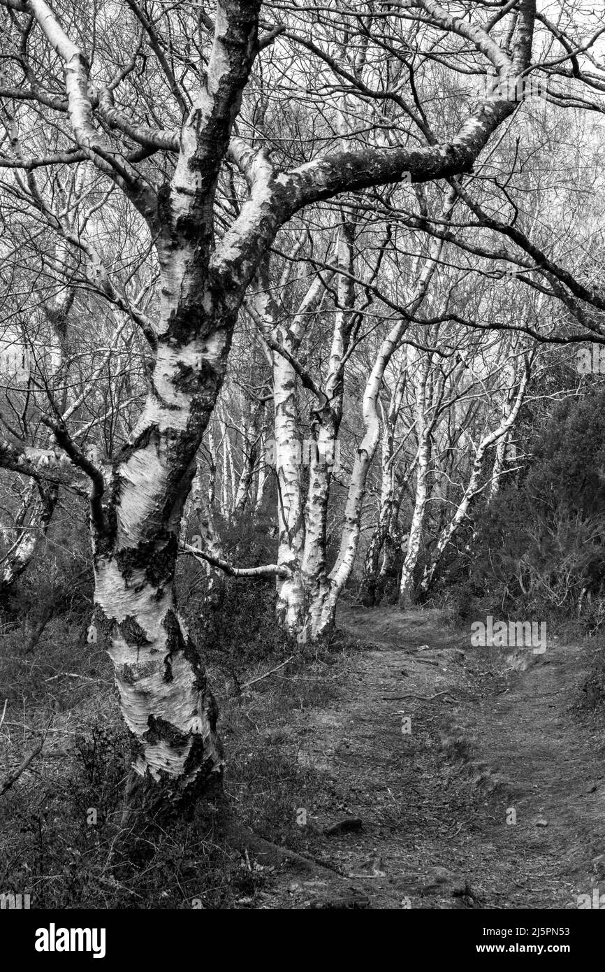Ein schwarz-weißes Bild von Silberbirken in einem Waldgebiet am Rande eines Pfades Stockfoto