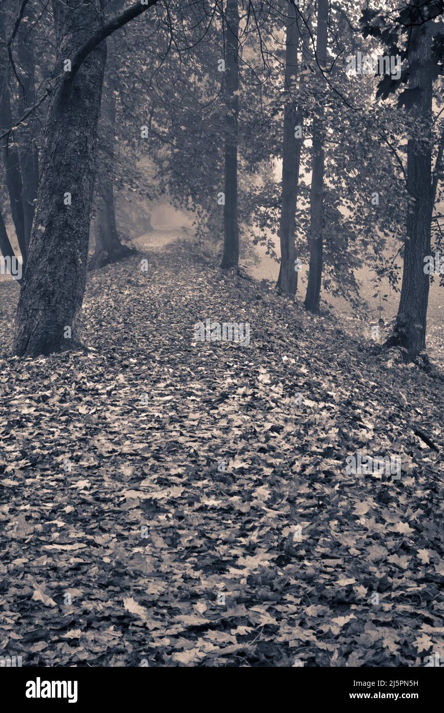 Mysteriöser Herbstweg in der Natur mit Nebel Stockfoto
