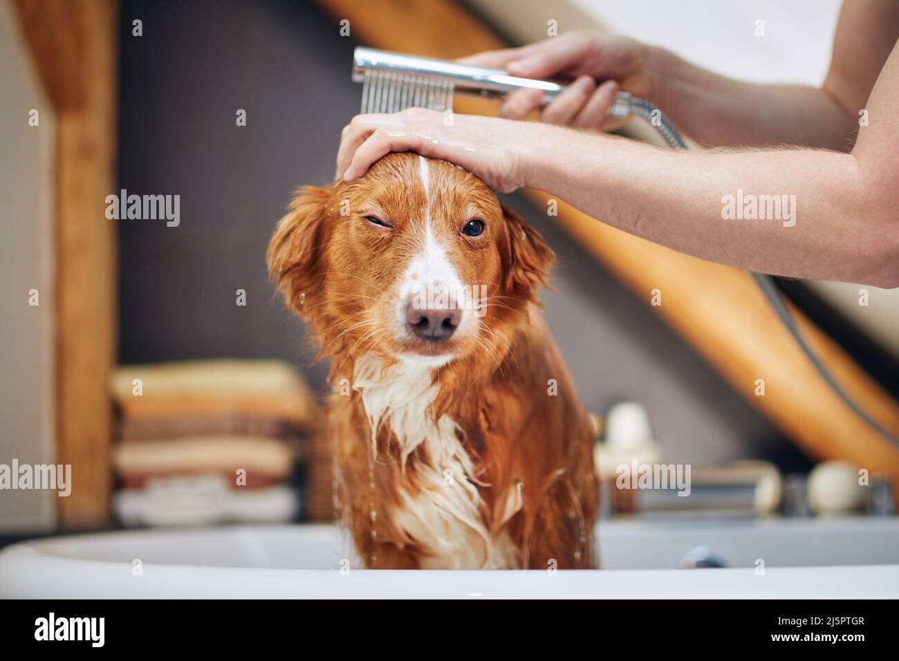 Hund nimmt Bad im heimischen Bad. Duschen von Nova Scotia Duck Tolling Retriever zu Hause. Stockfoto