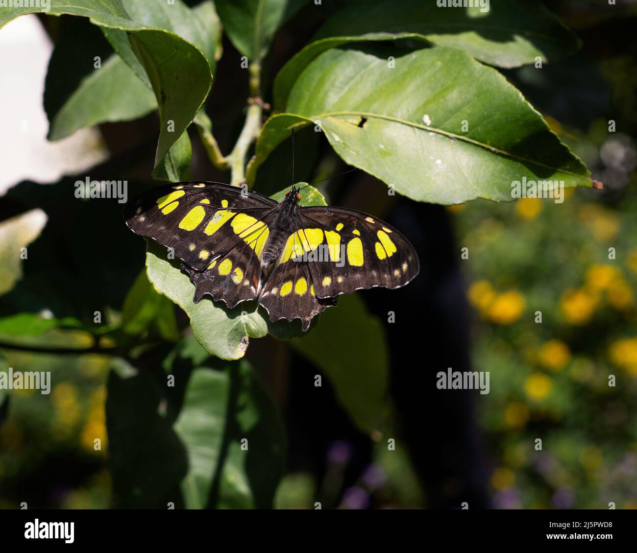 Ein malachitischer Schmetterling (Siproeta stelenes) steht auf einem Strauch. Stockfoto