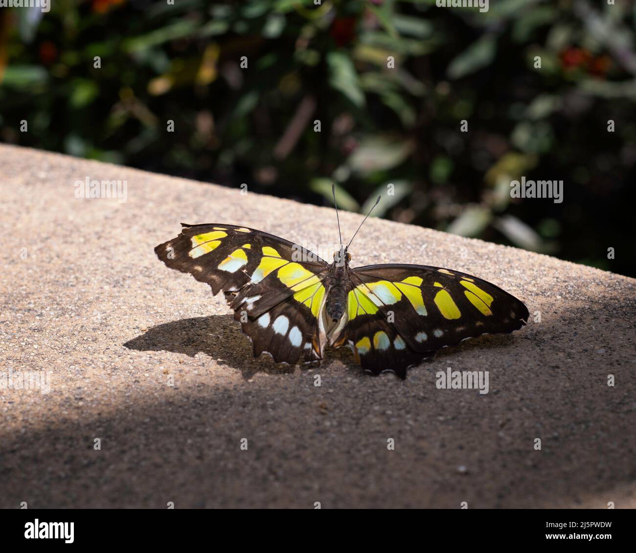 Ein malachitischer Schmetterling (Siproeta stelenes) sonnen sich an einer Wand. Stockfoto