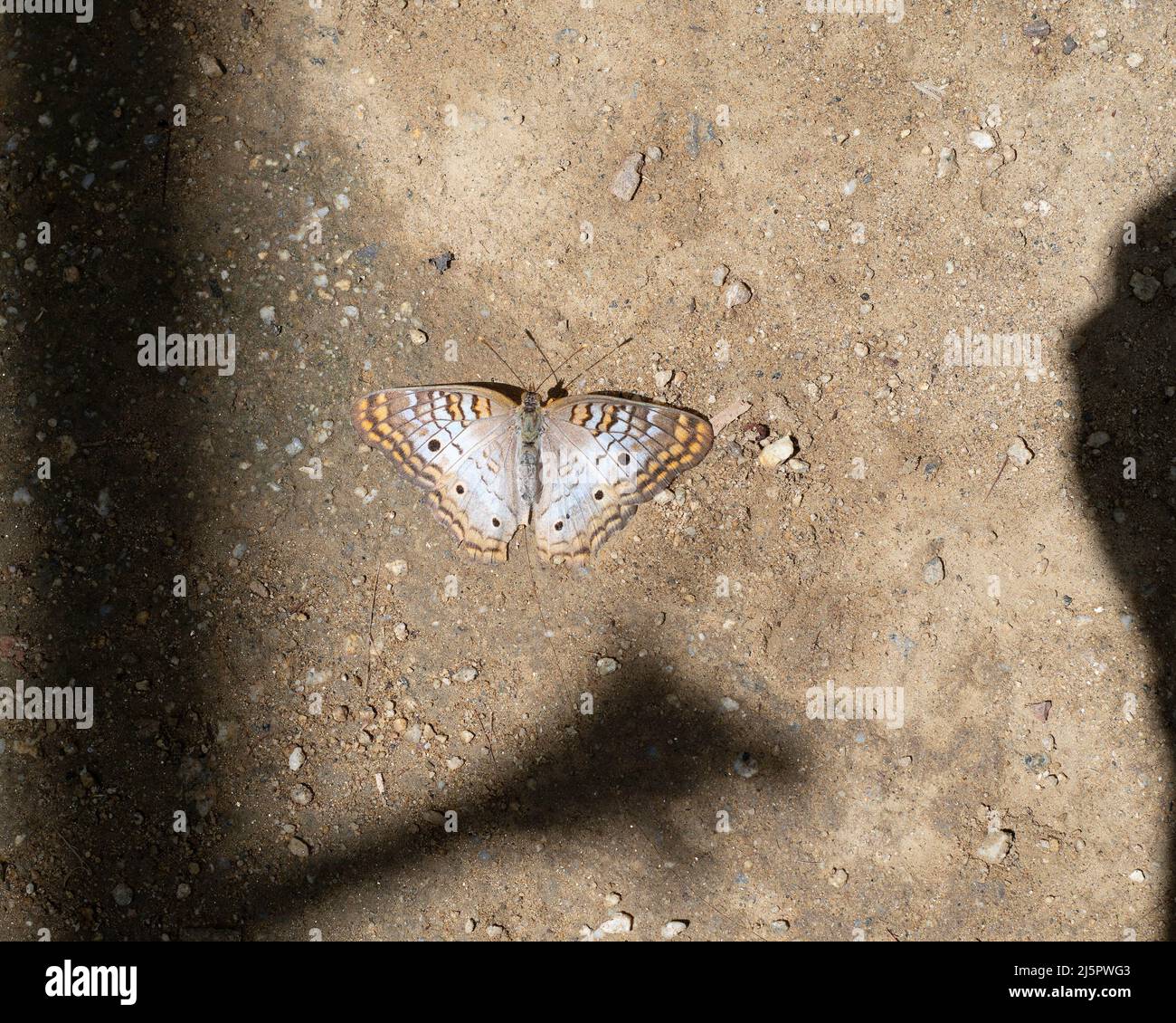 Ein weißer Pfauenschmetterling (Anartia jatrophae) sonnen sich auf dem Boden. Stockfoto