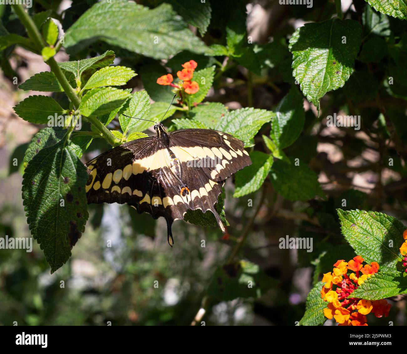 Ein Riesenschwanzschmetterling (Papilio cresphontes) steht in einem Strauch. Stockfoto