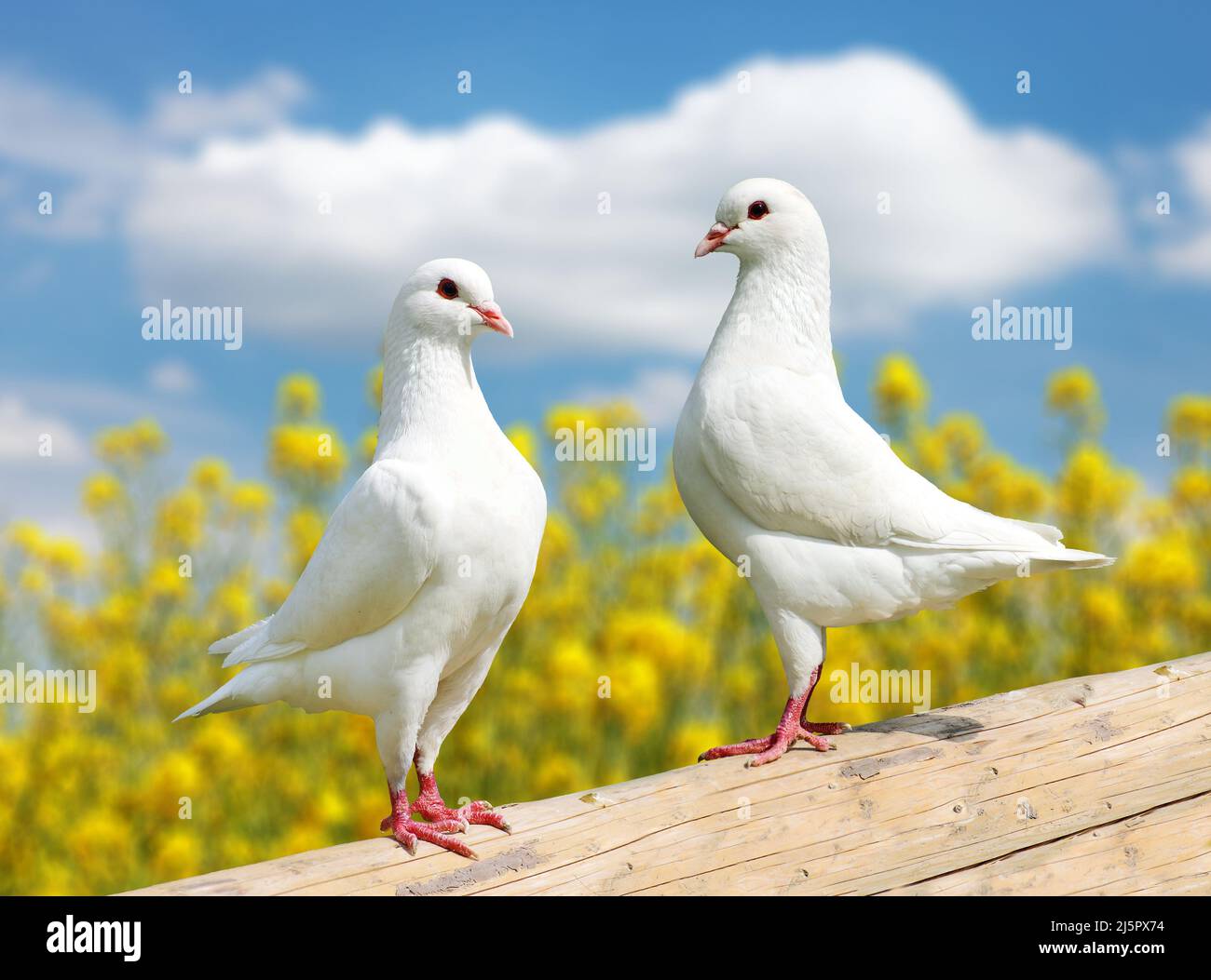 Schöne Ansicht von zwei weißen Tauben auf Barsch mit gelb blühenden Rapshintergrund und blauem Himmel, Kaisertaube, Ducula Stockfoto