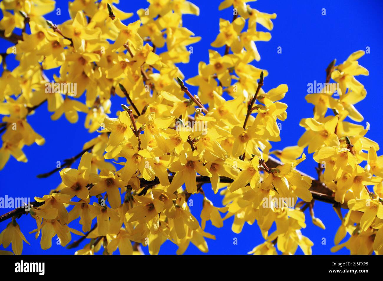 Zweige mit gelben Blumen bedeckt vor einem blauen Himmel irgendwo in Polen Stockfoto